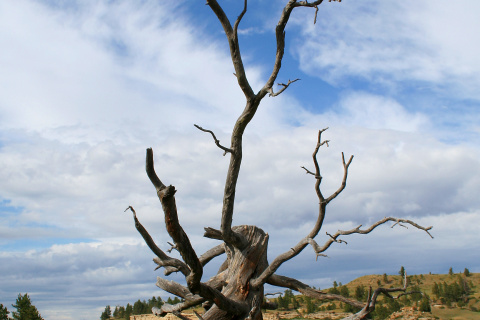 Fallen Tree