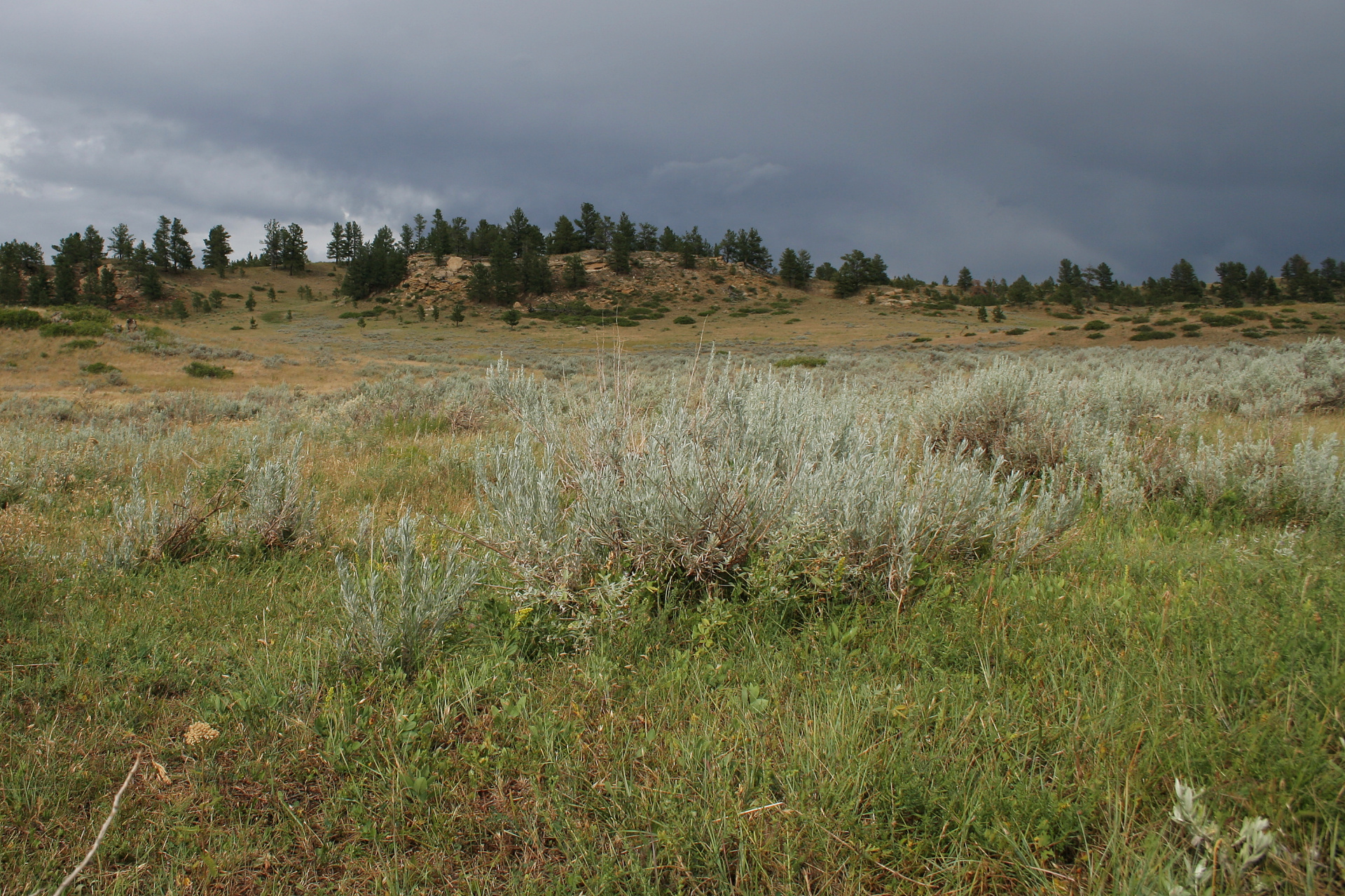Sagebrush (Travels » US Trip 1: Cheyenne Country » The Rez » Rosebud Battlefield)