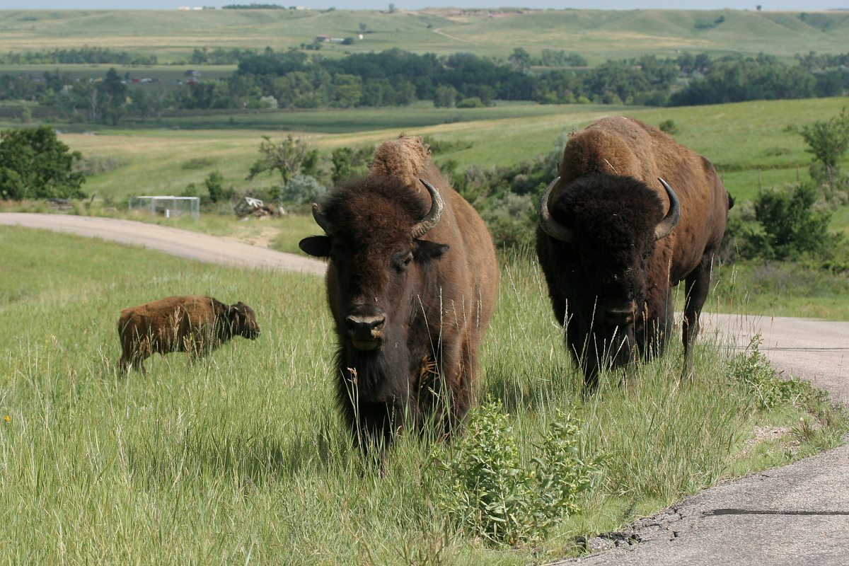 IMG_5092 (Podróże » USA: Epopeja Czejeńska » Cheyenne Epic » Bear Butte » Bizony)