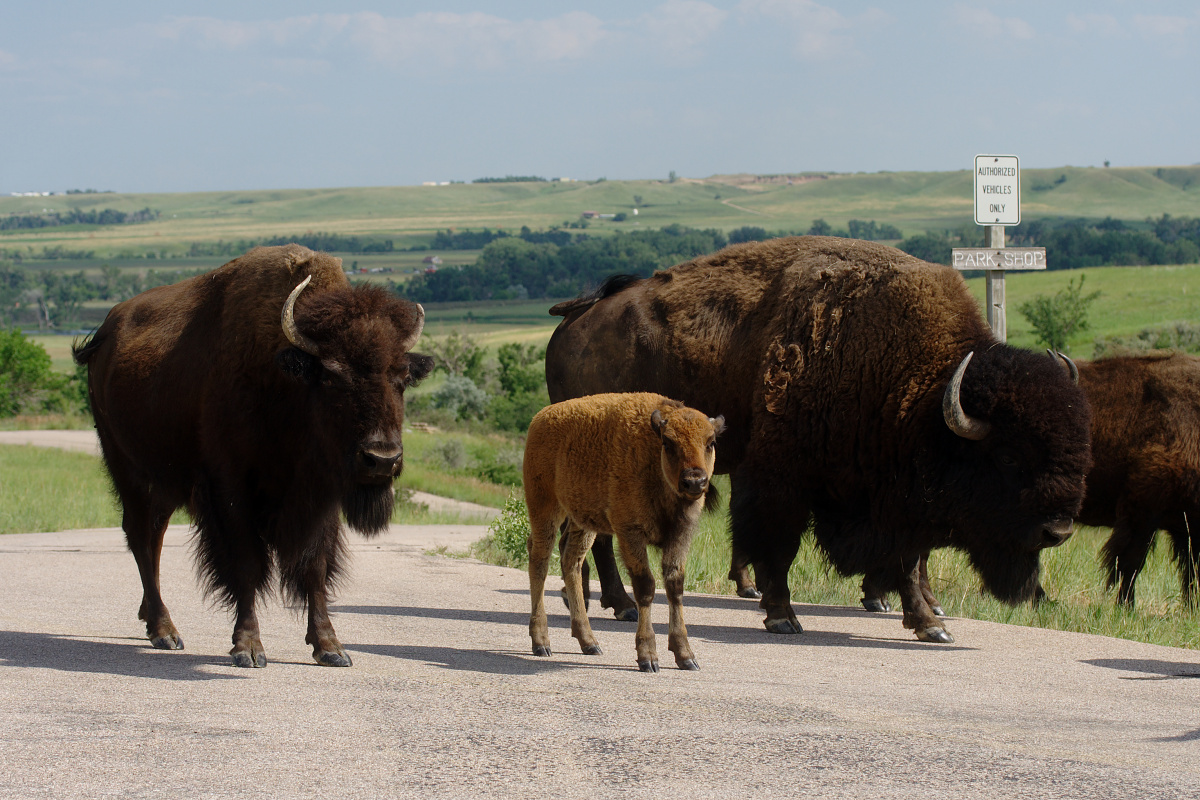 IMG_5095 (Travels » US Trip 2: Cheyenne Epic » Cheyenne Epic » Bear Butte » Buffalos)