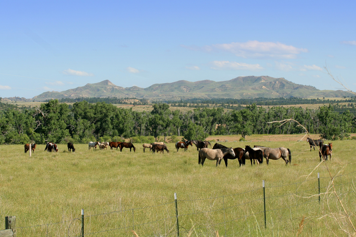 With King Mountain (Travels » US Trip 2: Cheyenne Epic » Animals » Horses)