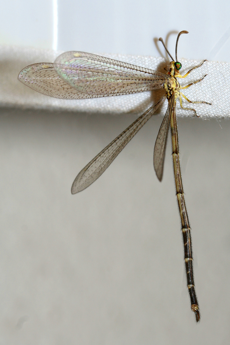 Antlion (Podróże » USA: Epopeja Czejeńska » Zwierzęta » Owady)