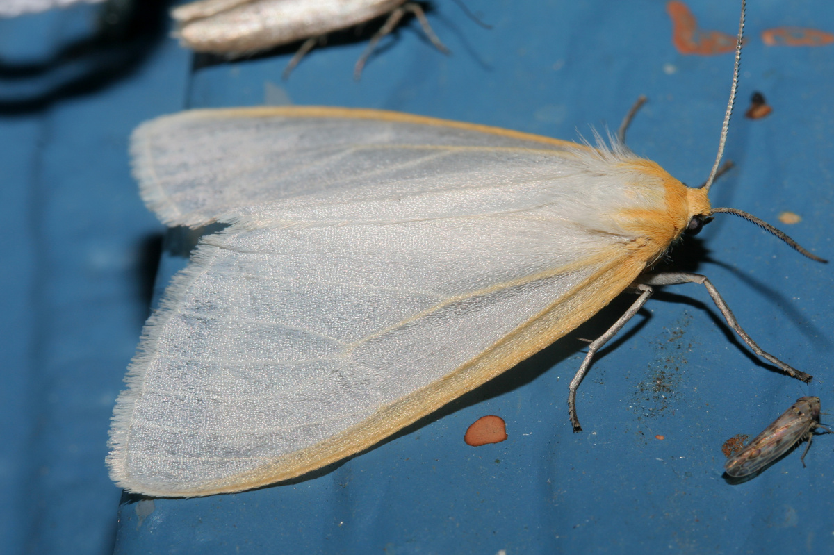 Cycnia tenera (Travels » US Trip 2: Cheyenne Epic » Animals » Insects » Butterfies and Moths » Arctiidae)