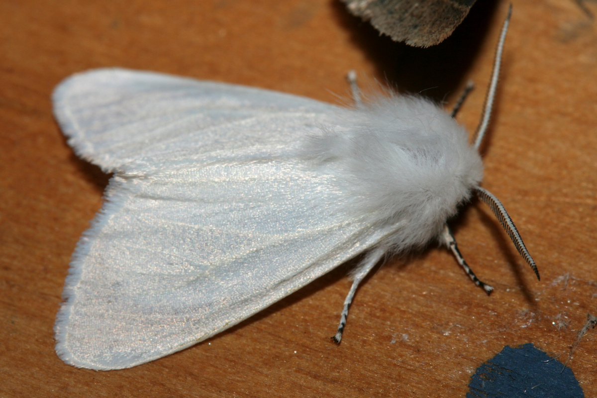 Spilosoma sp. (Podróże » USA: Epopeja Czejeńska » Zwierzęta » Owady » Motyle i ćmy » Arctiidae)