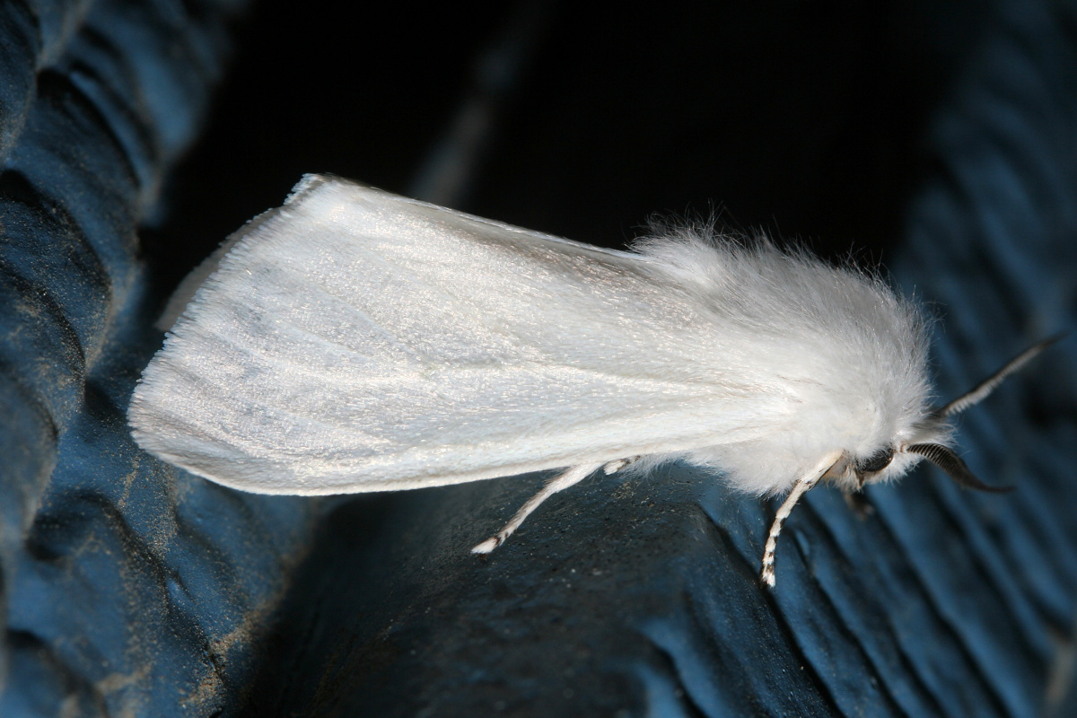 Spilosoma sp. (Travels » US Trip 2: Cheyenne Epic » Animals » Insects » Butterfies and Moths » Arctiidae)