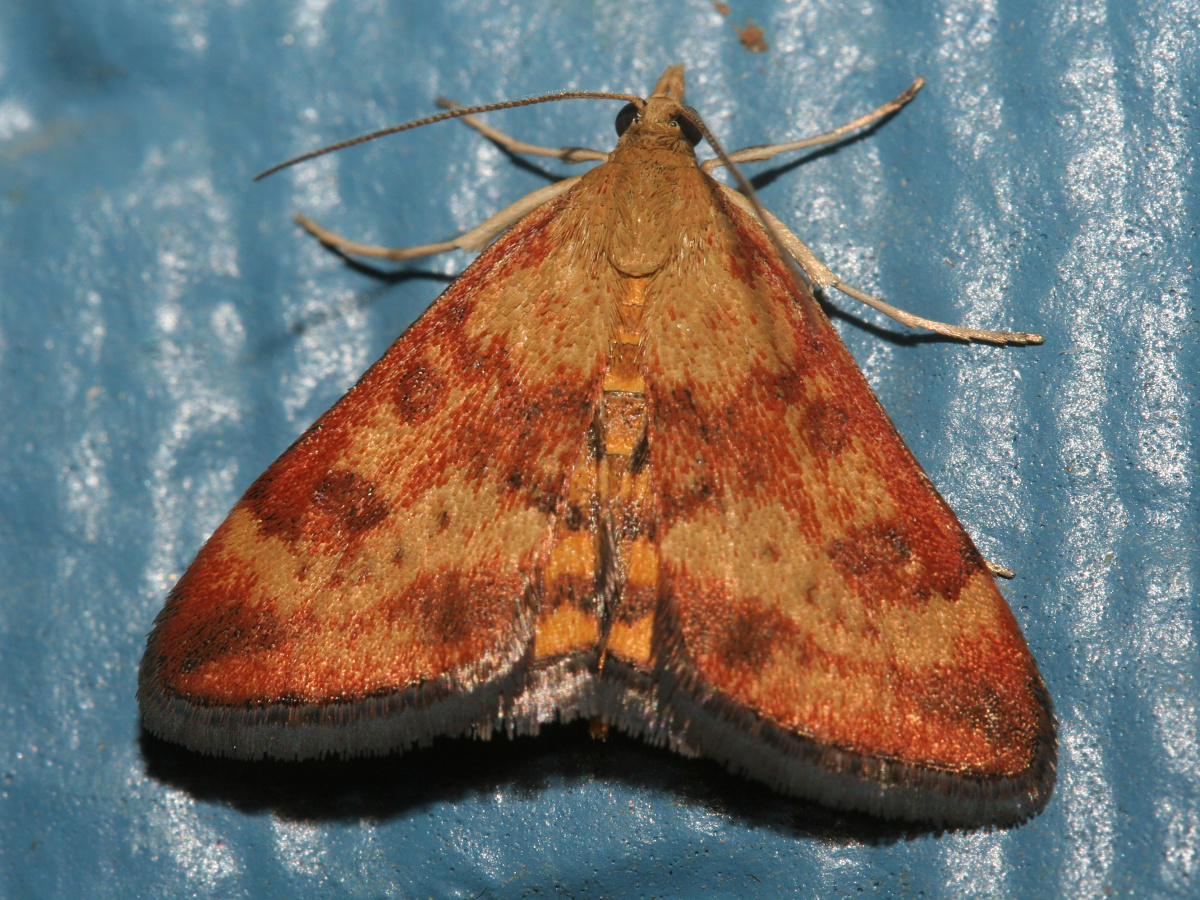 Pyrausta insequalis (Podróże » USA: Epopeja Czejeńska » Zwierzęta » Owady » Motyle i ćmy » Crambidae)