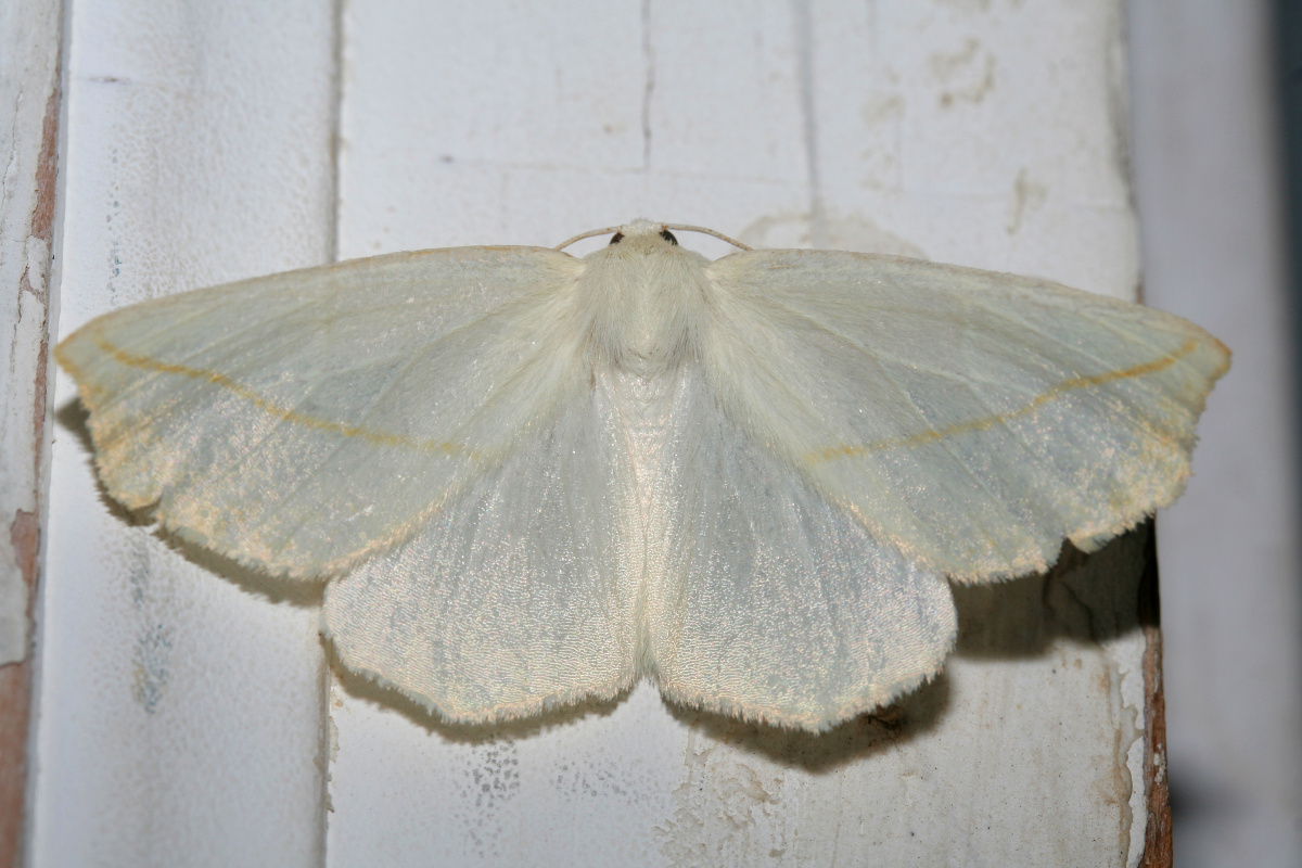 Campaea perlata (Podróże » USA: Epopeja Czejeńska » Zwierzęta » Owady » Motyle i ćmy » Geometridae)