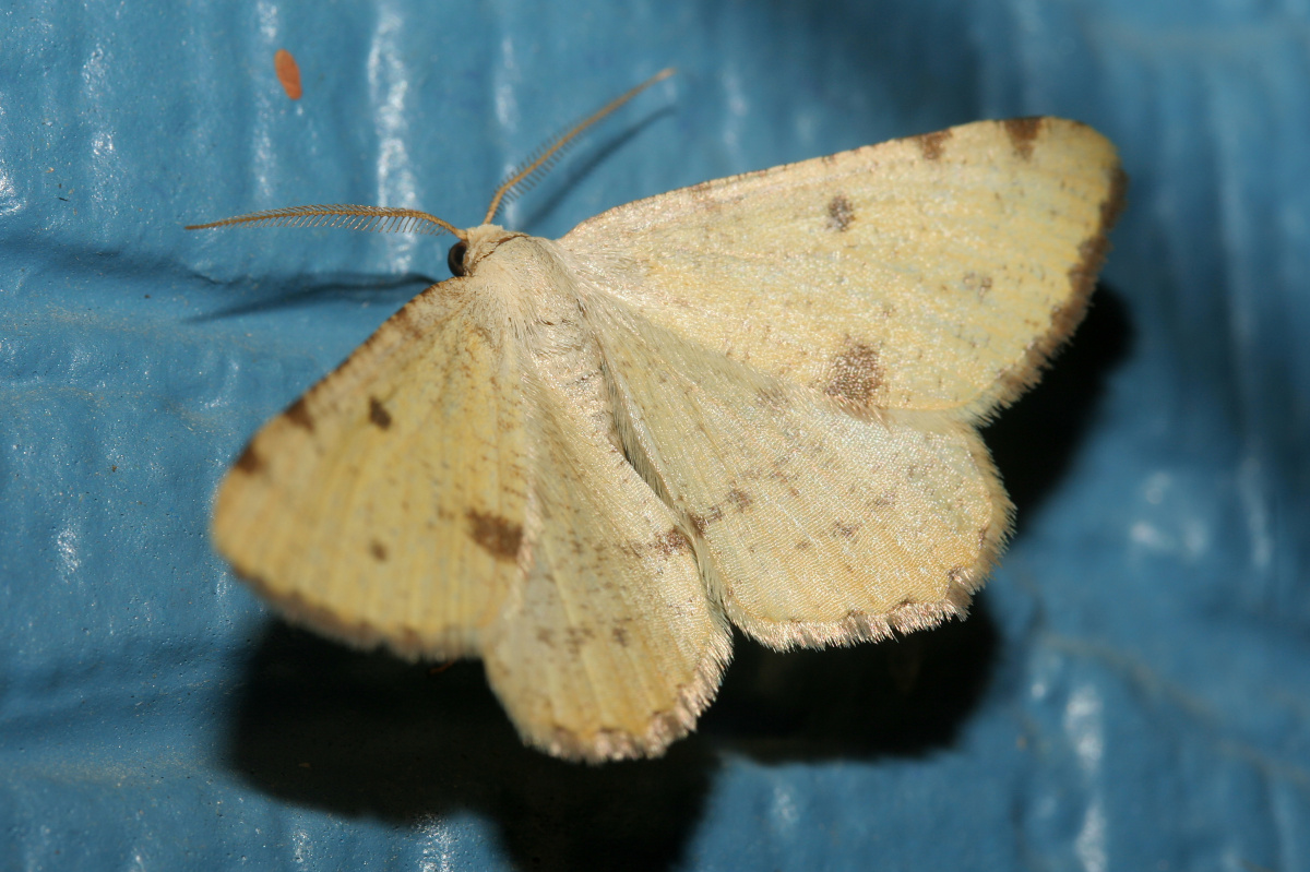 Macaria sulphurea (Travels » US Trip 2: Cheyenne Epic » Animals » Insects » Butterfies and Moths » Geometridae)