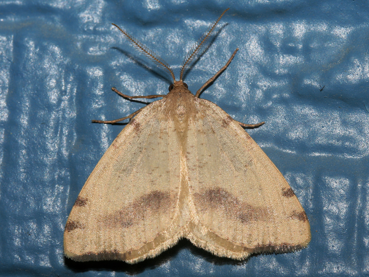 Speranza helena