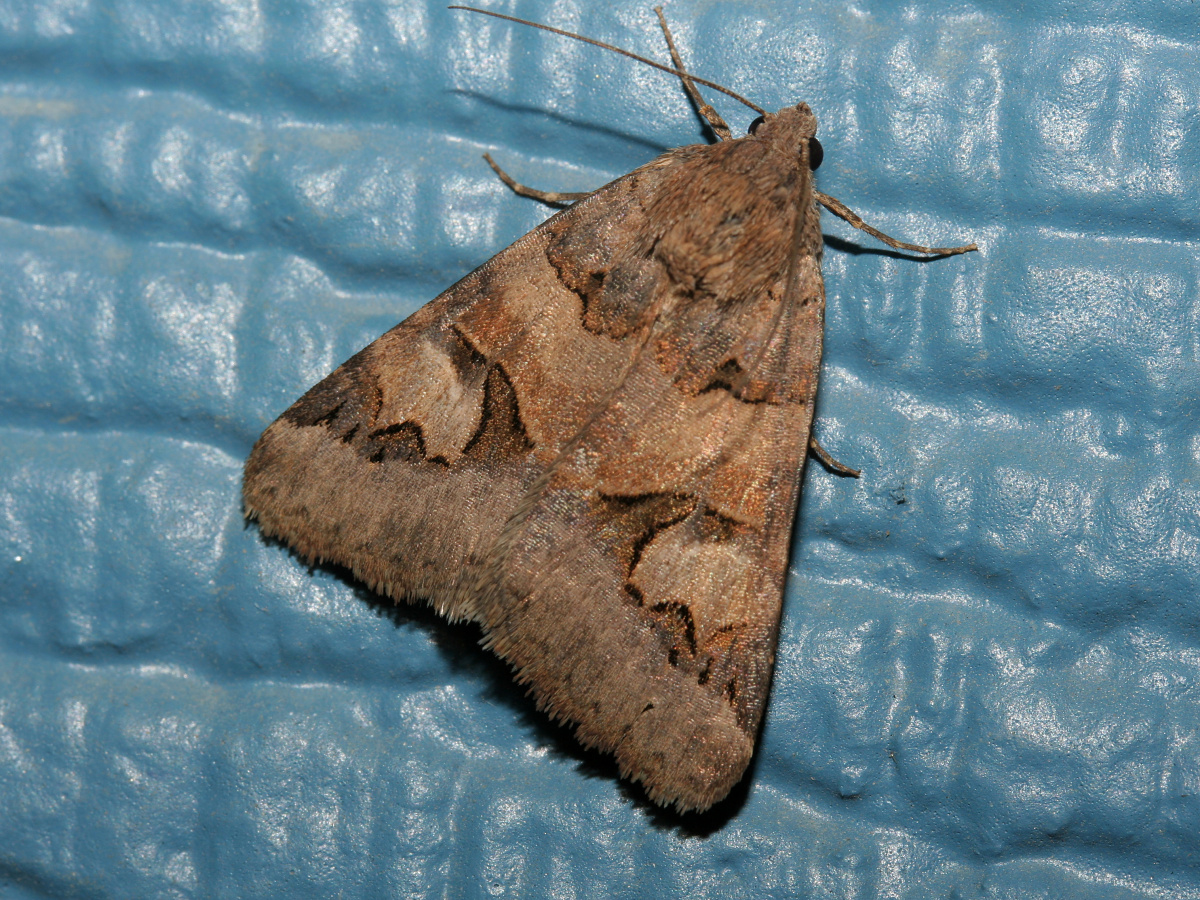 Drasteria adumbrata (Travels » US Trip 2: Cheyenne Epic » Animals » Insects » Butterfies and Moths » Noctuidae)