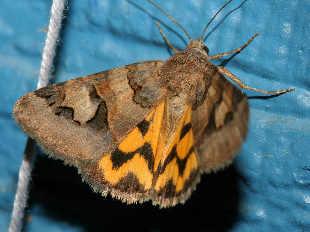 Drasteria adumbrata (Podróże » USA: Epopeja Czejeńska » Zwierzęta » Owady » Motyle i ćmy » Noctuidae)