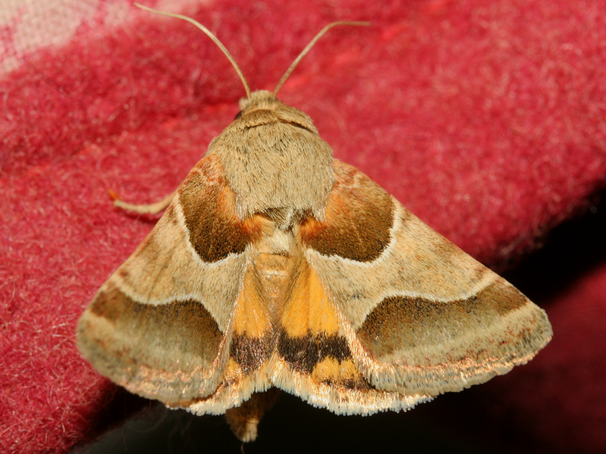 Schinia jaguarina (Travels » US Trip 2: Cheyenne Epic » Animals » Insects » Butterfies and Moths » Noctuidae)