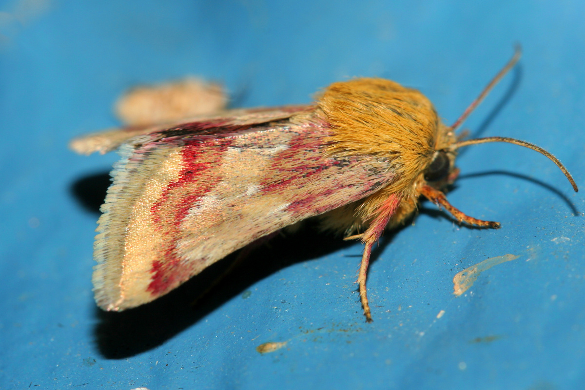 Schinia roseitincta (Podróże » USA: Epopeja Czejeńska » Zwierzęta » Owady » Motyle i ćmy » Noctuidae)