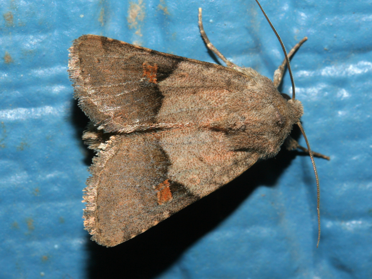 Ulolonche disticha (Podróże » USA: Epopeja Czejeńska » Zwierzęta » Owady » Motyle i ćmy » Noctuidae)