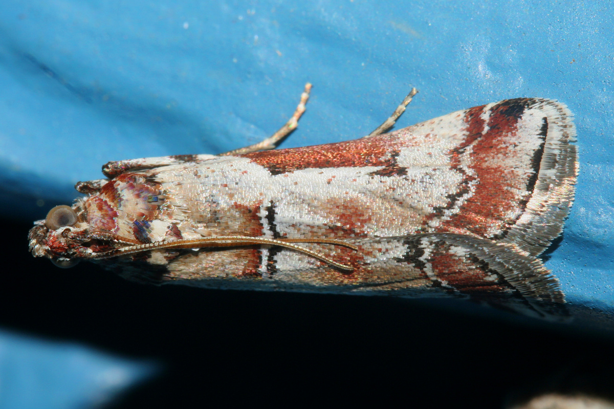 Ambesa laetella (Podróże » USA: Epopeja Czejeńska » Zwierzęta » Owady » Motyle i ćmy » Pyralidae)