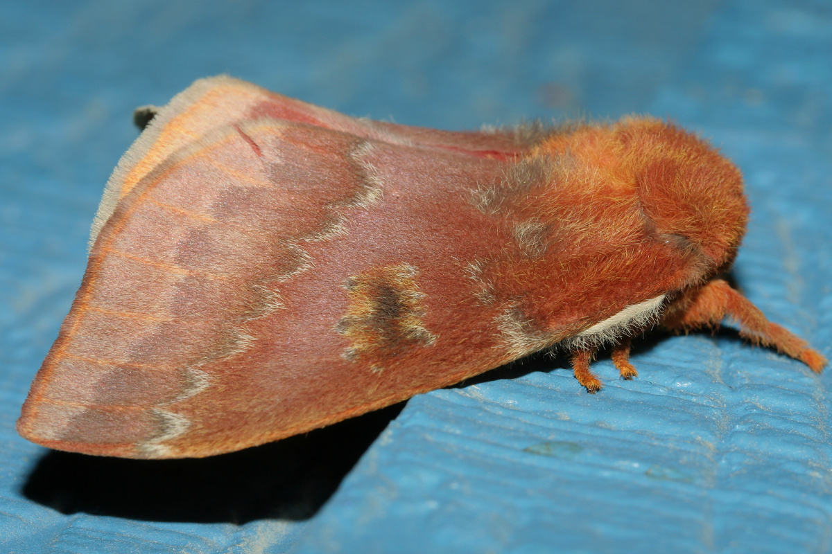 Automeris io ♀ (Podróże » USA: Epopeja Czejeńska » Zwierzęta » Owady » Motyle i ćmy » Saturnidae)