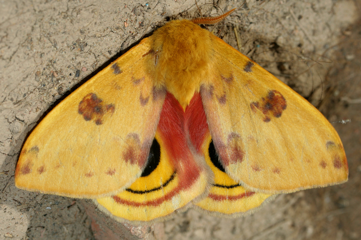 Automeris io ♂ (Travels » US Trip 2: Cheyenne Epic » Animals » Insects » Butterfies and Moths » Saturnidae)