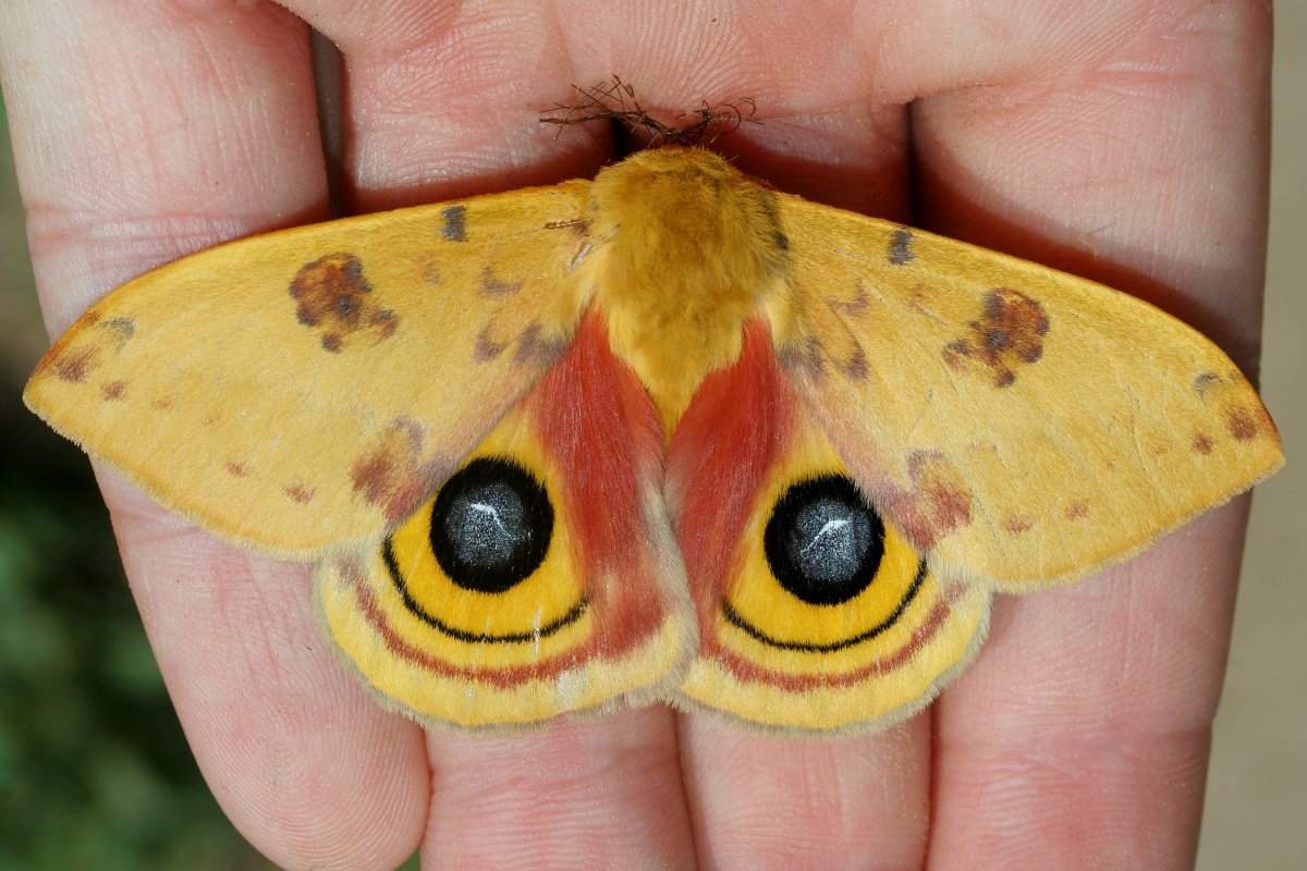 Automeris io ♂ (Podróże » USA: Epopeja Czejeńska » Zwierzęta » Owady » Motyle i ćmy » Saturnidae)