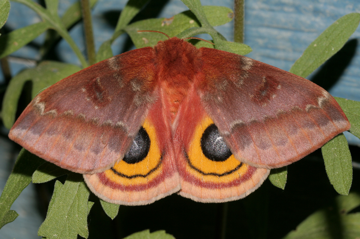 Automeris io ♀ (Podróże » USA: Epopeja Czejeńska » Zwierzęta » Owady » Motyle i ćmy » Saturnidae)