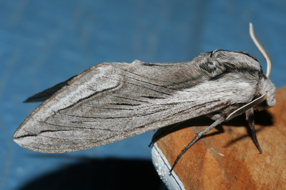 Sphinx vashti (Travels » US Trip 2: Cheyenne Epic » Animals » Insects » Butterfies and Moths » Sphingidae)