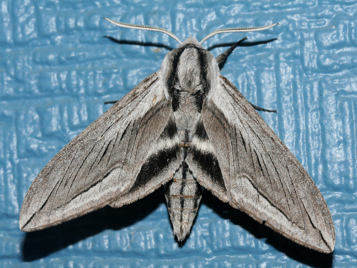 Sphinx vashti (Travels » US Trip 2: Cheyenne Epic » Animals » Insects » Butterfies and Moths » Sphingidae)