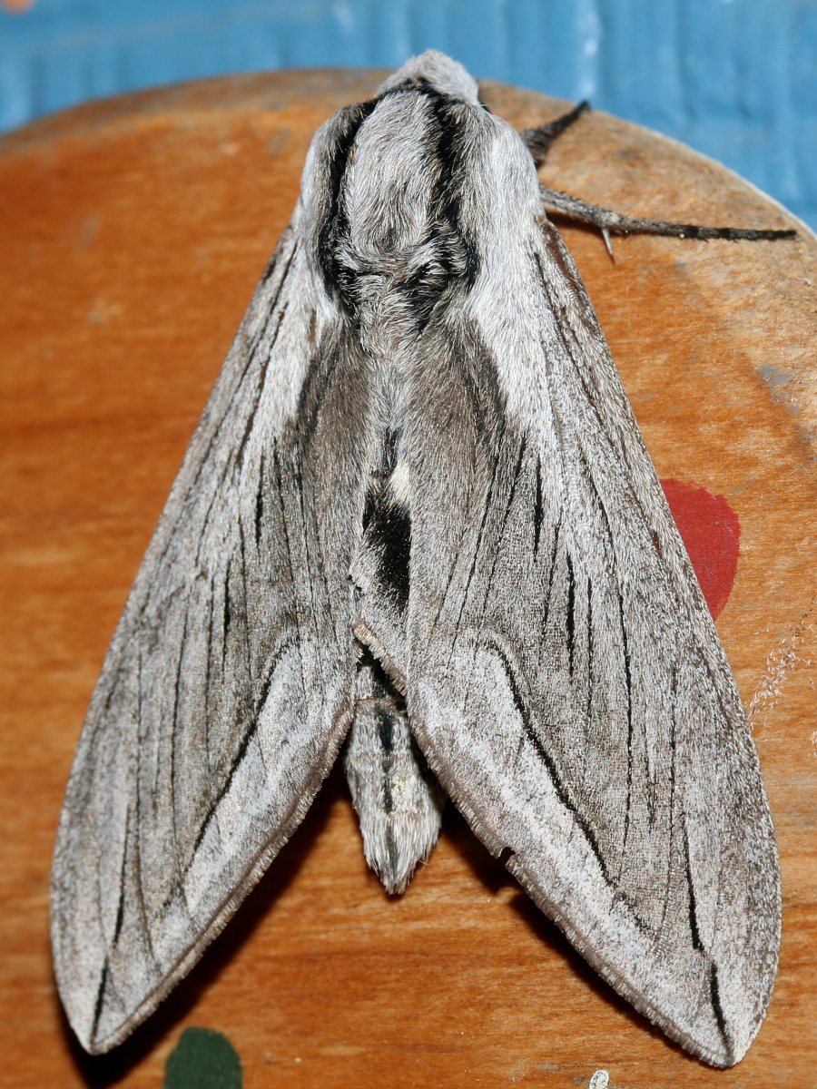 Sphinx vashti (Travels » US Trip 2: Cheyenne Epic » Animals » Insects » Butterfies and Moths » Sphingidae)