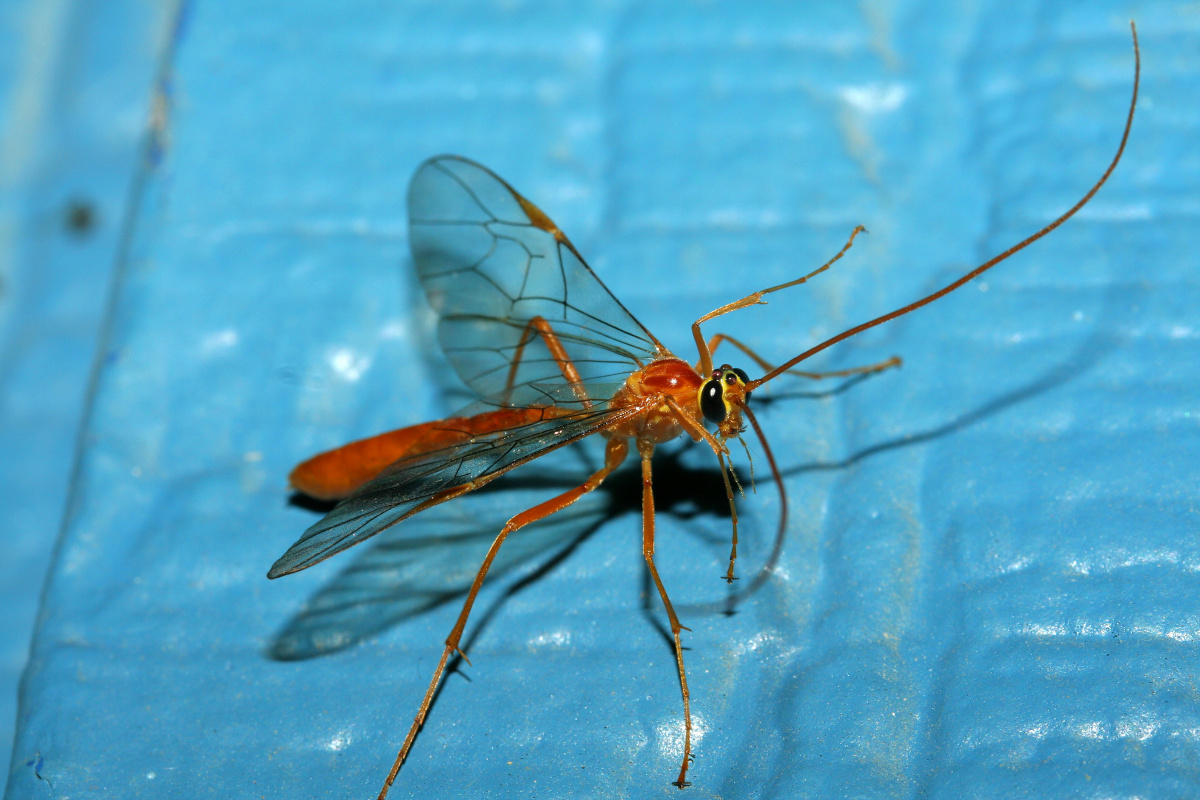 Ichneumon (Travels » US Trip 2: Cheyenne Epic » Animals » Insects » Wasps)