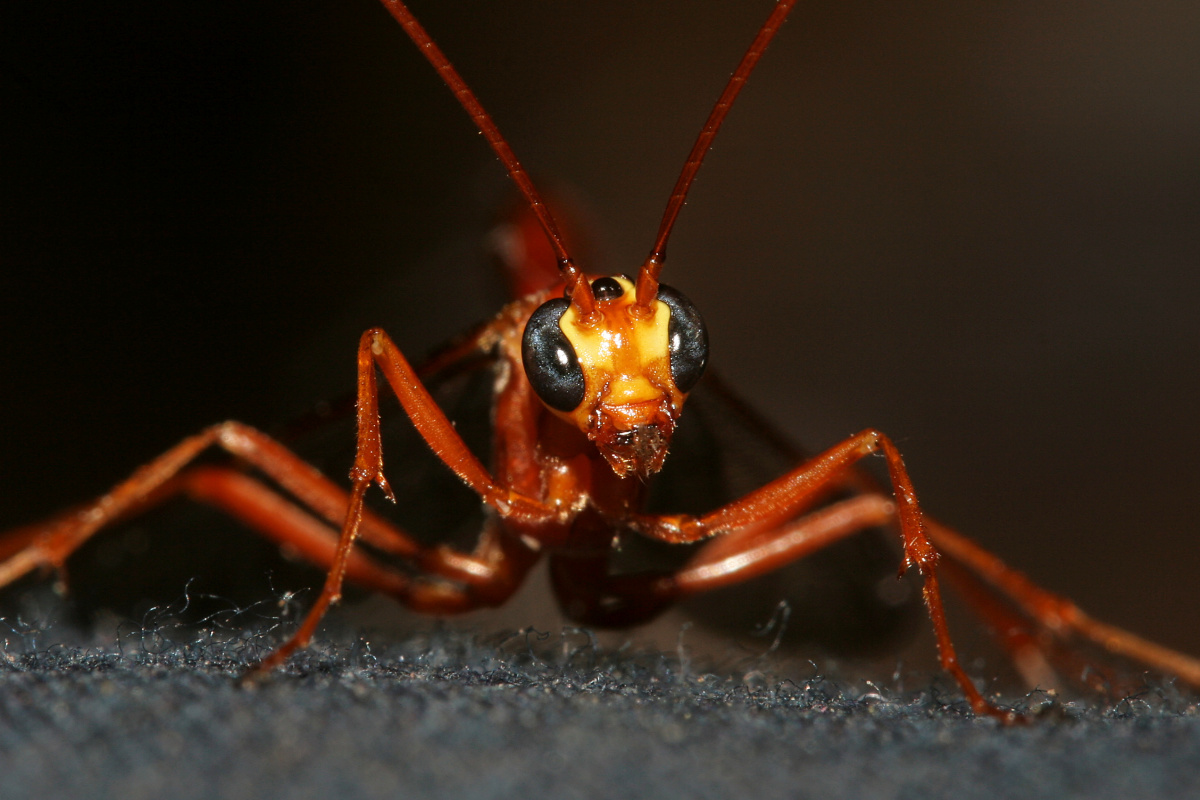 Ichneumon (Podróże » USA: Epopeja Czejeńska » Zwierzęta » Owady » Błonkówki)