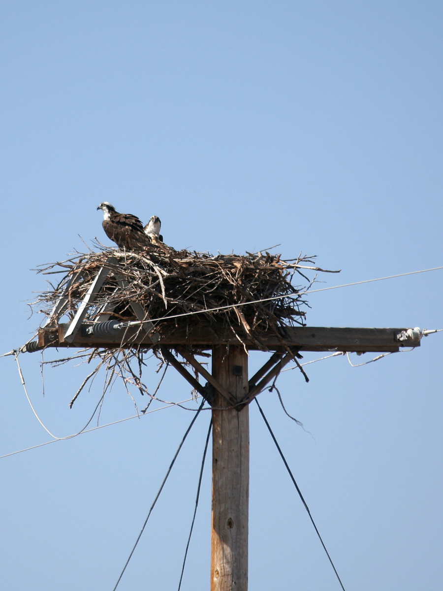 Ospreys