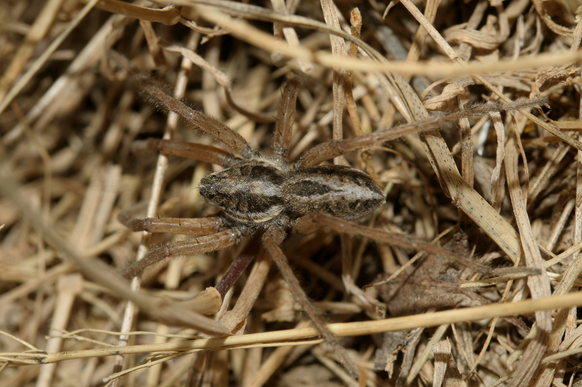 Wolf Spider