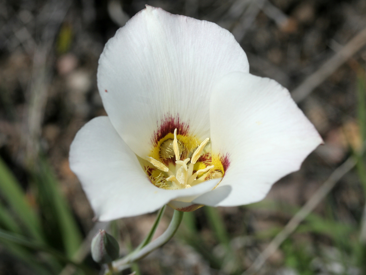 Calochortus sp. (Podróże » USA: Epopeja Czejeńska » Rośliny)