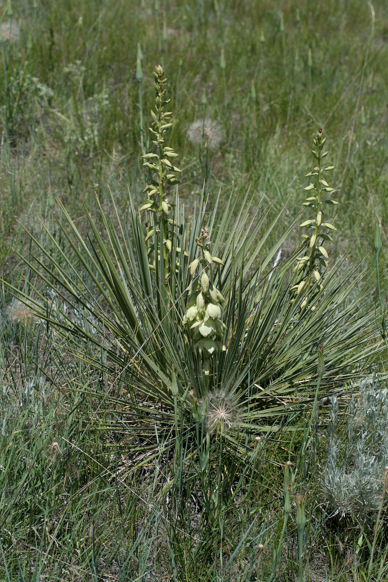 Yucca glauca (Podróże » USA: Epopeja Czejeńska » Rośliny)