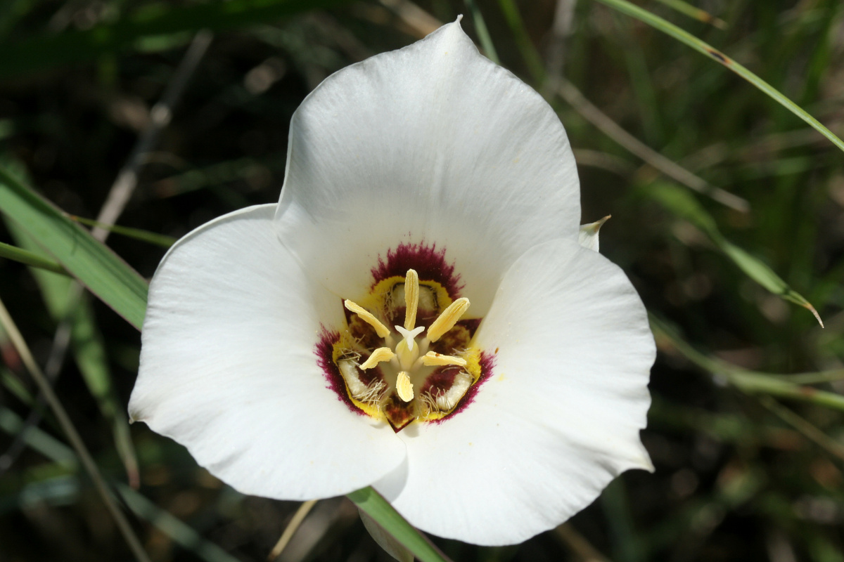 Calochortus sp. (Podróże » USA: Epopeja Czejeńska » Rośliny)