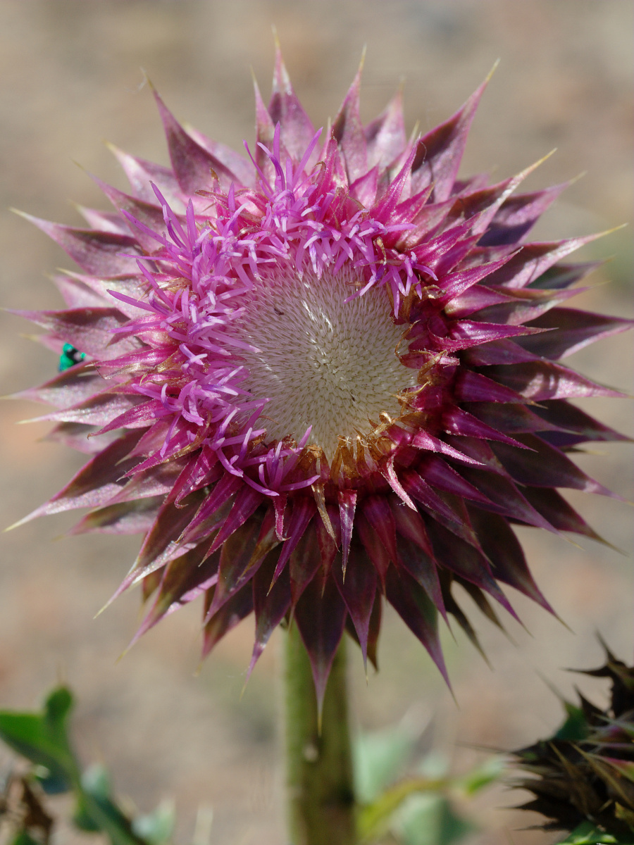 Carduus nutans (Travels » US Trip 2: Cheyenne Epic » Plants)