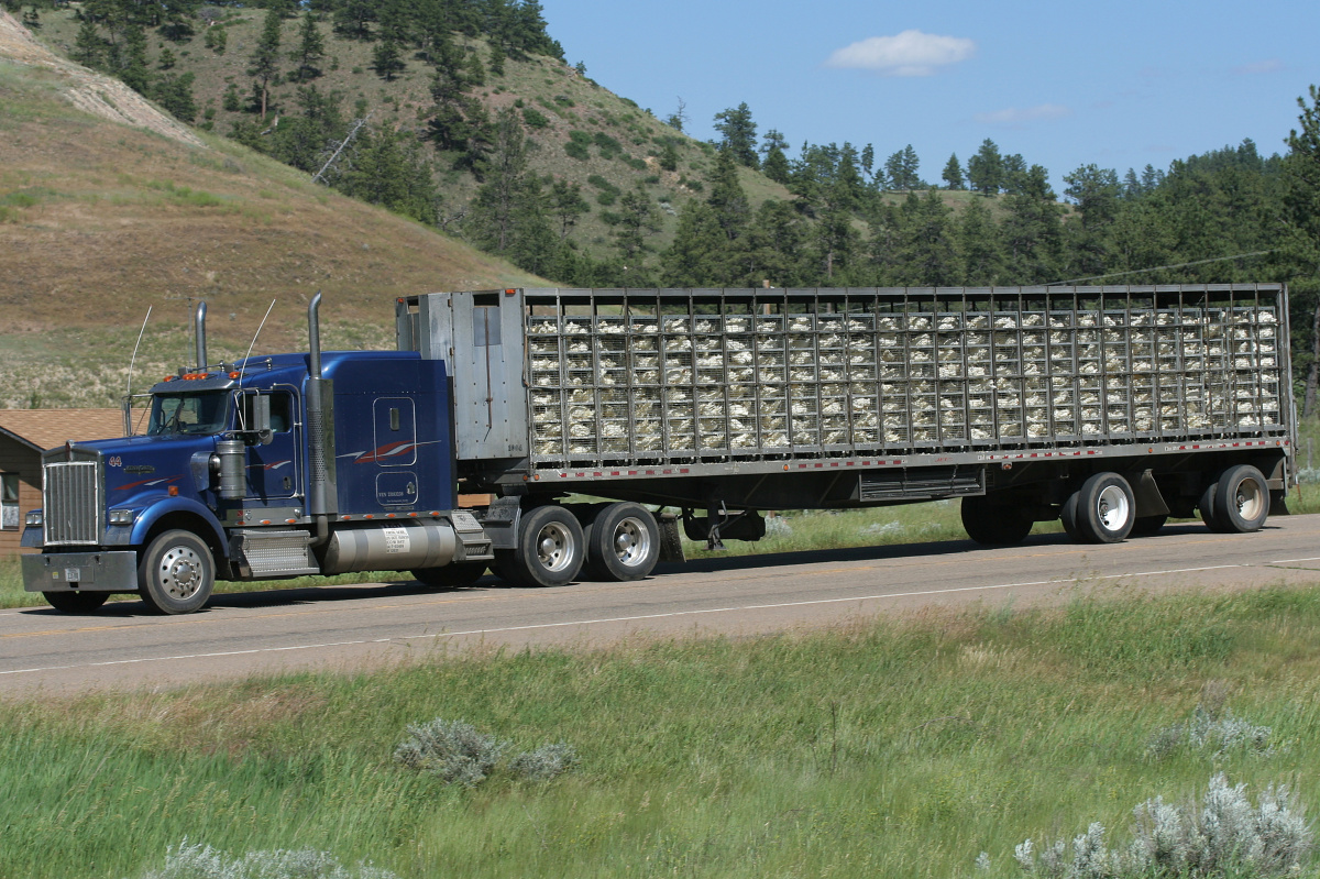 Kenworth W900 (Travels » US Trip 2: Cheyenne Epic » Vehicles)