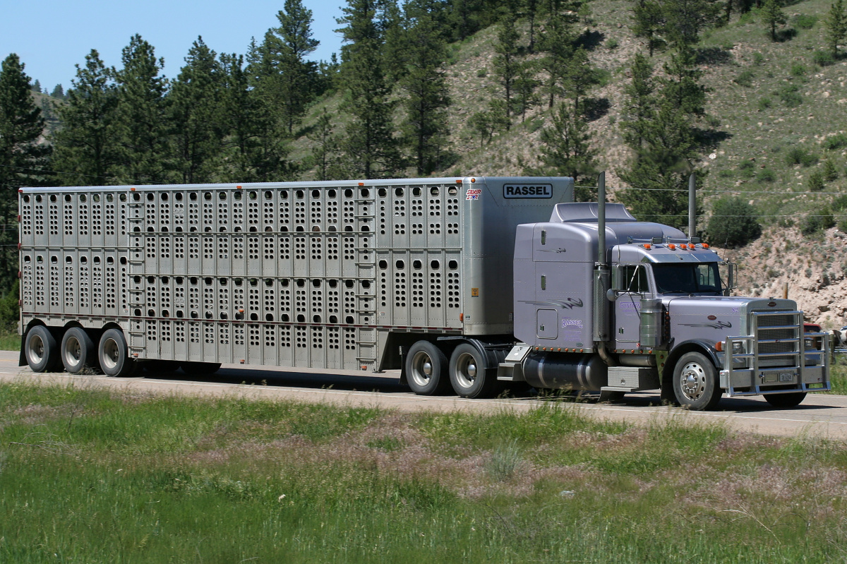 Peterbilt 379 (Podróże » USA: Epopeja Czejeńska » Pojazdy)