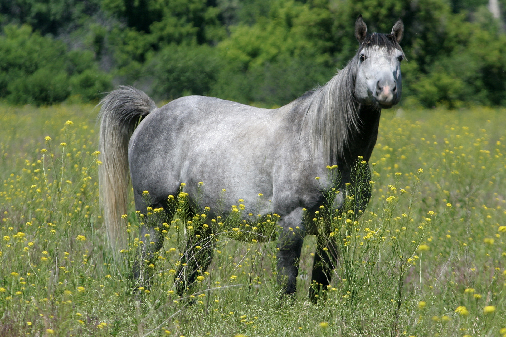 IMG_3759 (Podróże » USA: Epopeja Czejeńska » Zwierzęta » Konie)