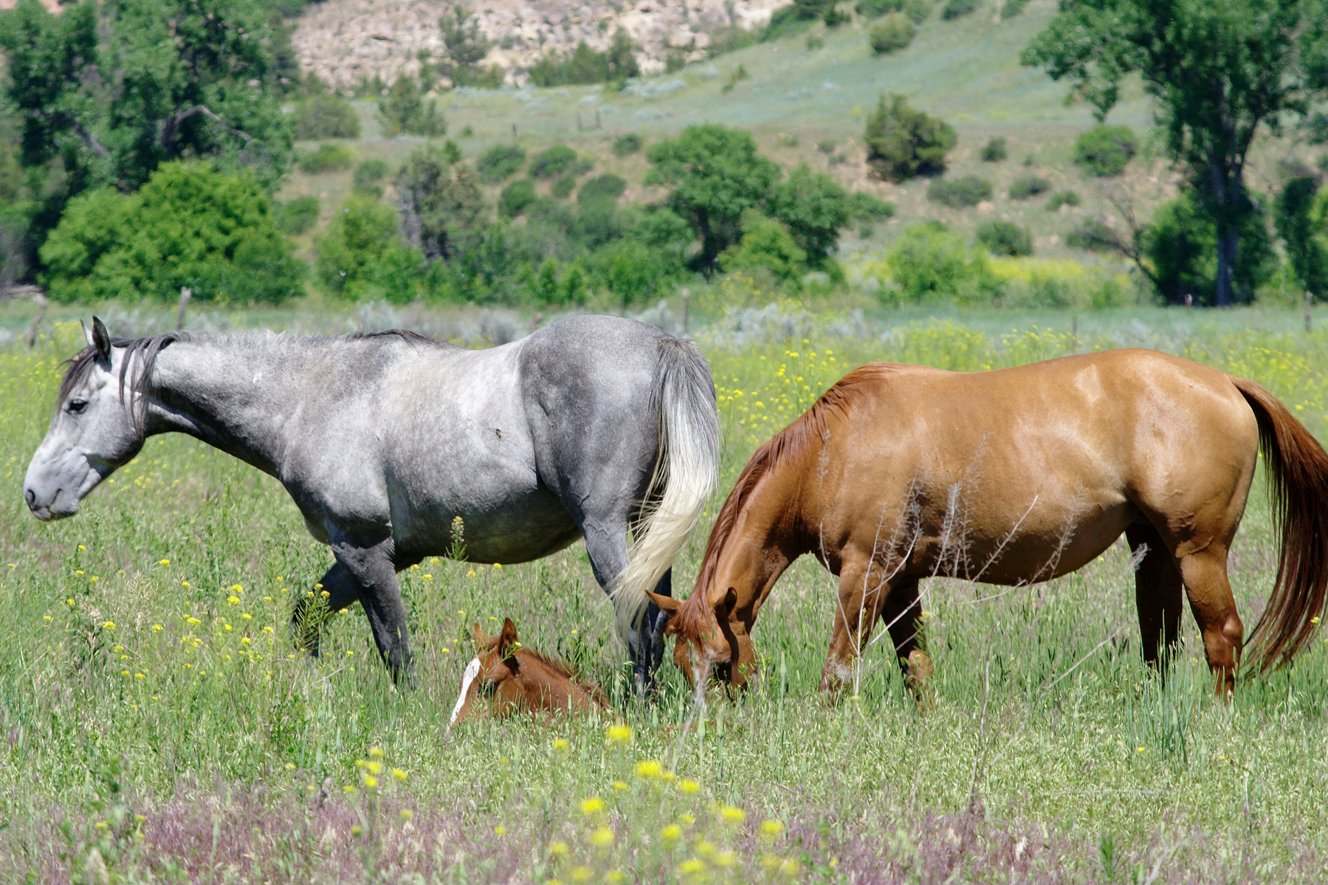 IMG_3761 (Travels » US Trip 2: Cheyenne Epic » Animals » Horses)