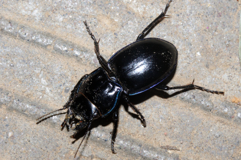 Beetle