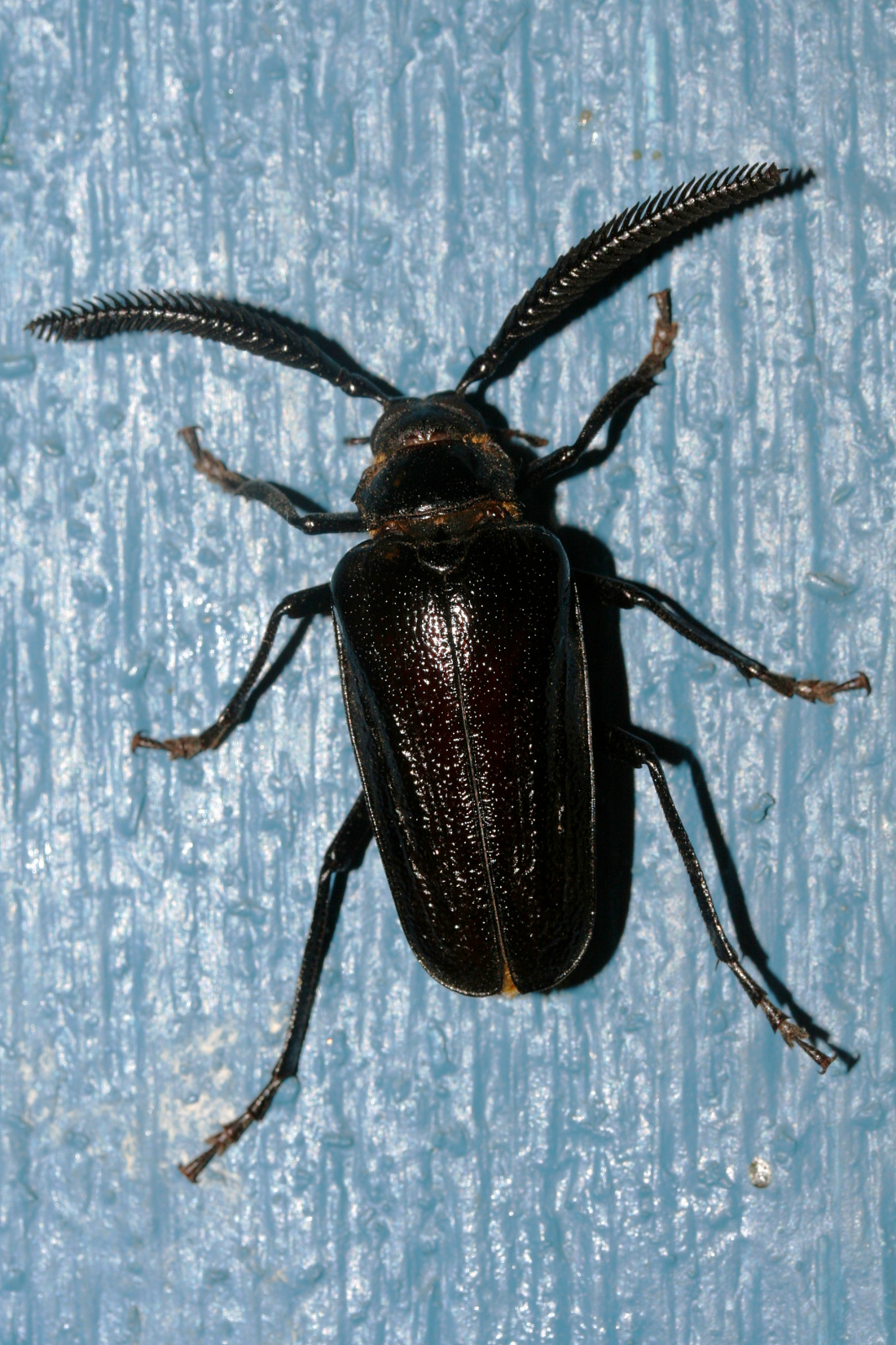 Prionus imbricornis (Travels » US Trip 2: Cheyenne Epic » Animals » Insects » Beetles)