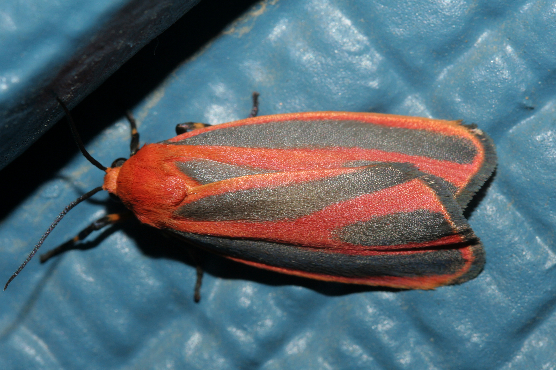 Hypoprepia miniata (Podróże » USA: Epopeja Czejeńska » Zwierzęta » Owady » Motyle i ćmy » Arctiidae)
