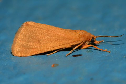 Holomelina aurantiaca