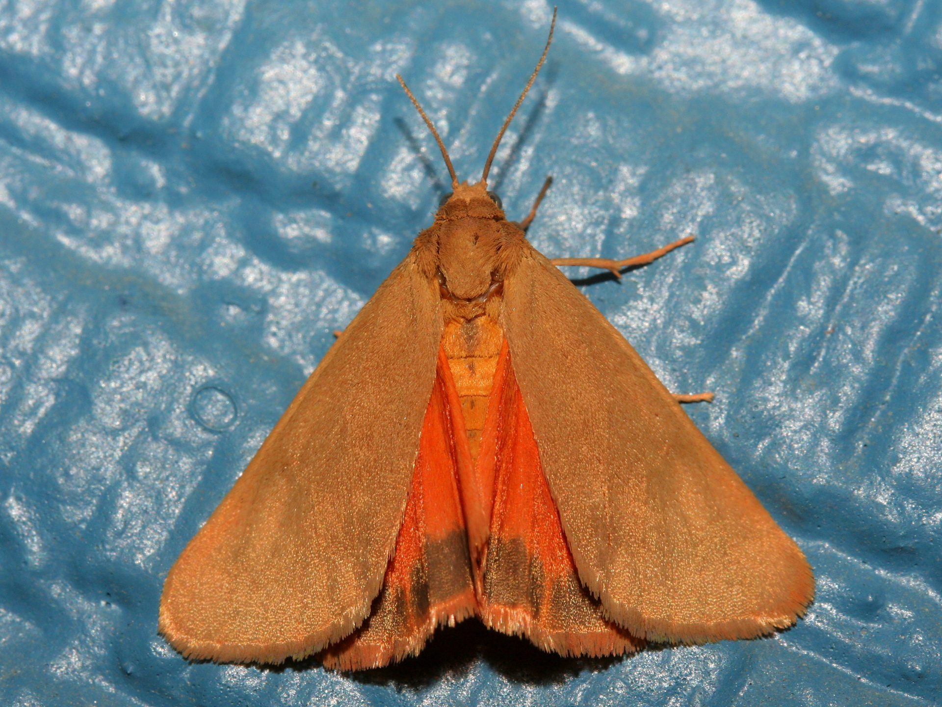 Holomelina aurantiaca (Podróże » USA: Epopeja Czejeńska » Zwierzęta » Owady » Motyle i ćmy » Arctiidae)