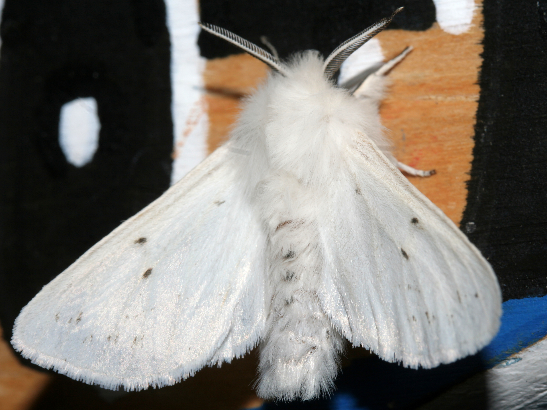 Spilosoma sp. (Travels » US Trip 2: Cheyenne Epic » Animals » Insects » Butterfies and Moths » Arctiidae)