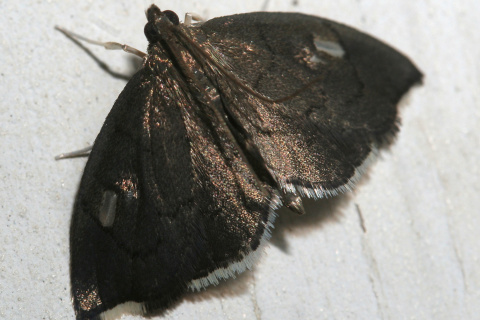 Perispasta caeculalis