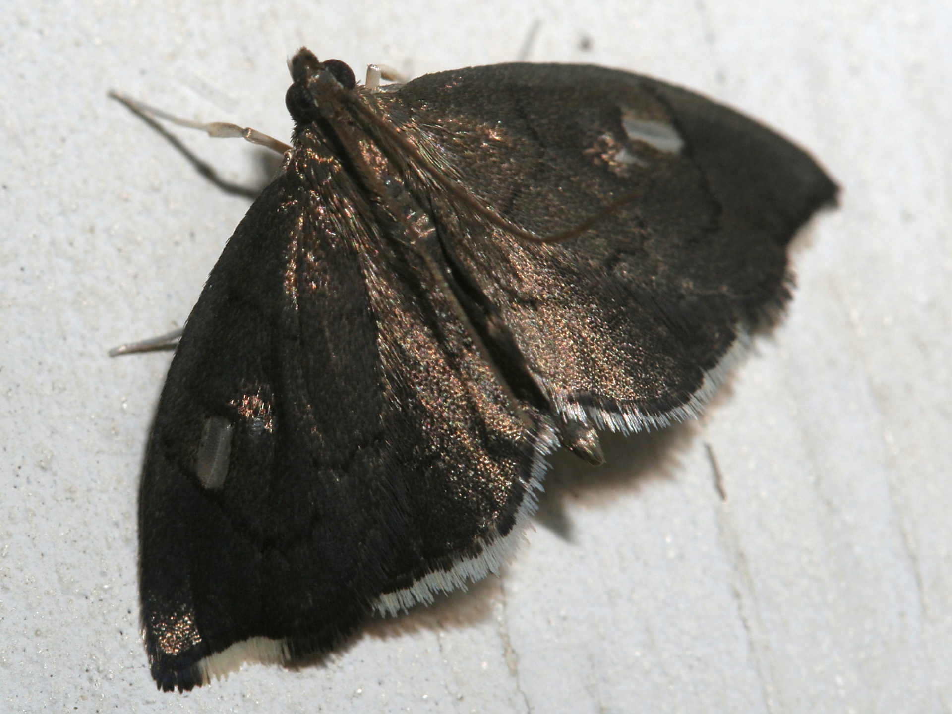 Perispasta caeculalis (Podróże » USA: Epopeja Czejeńska » Zwierzęta » Owady » Motyle i ćmy » Crambidae)