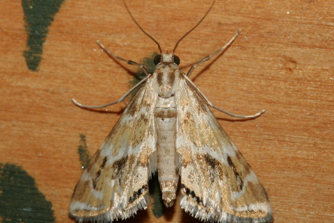 Petrophila avernalis