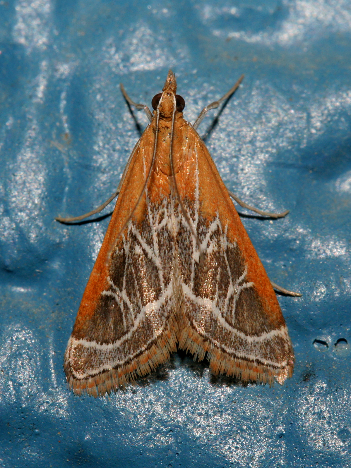 Pyrausta nexalis (Podróże » USA: Epopeja Czejeńska » Zwierzęta » Owady » Motyle i ćmy » Crambidae)