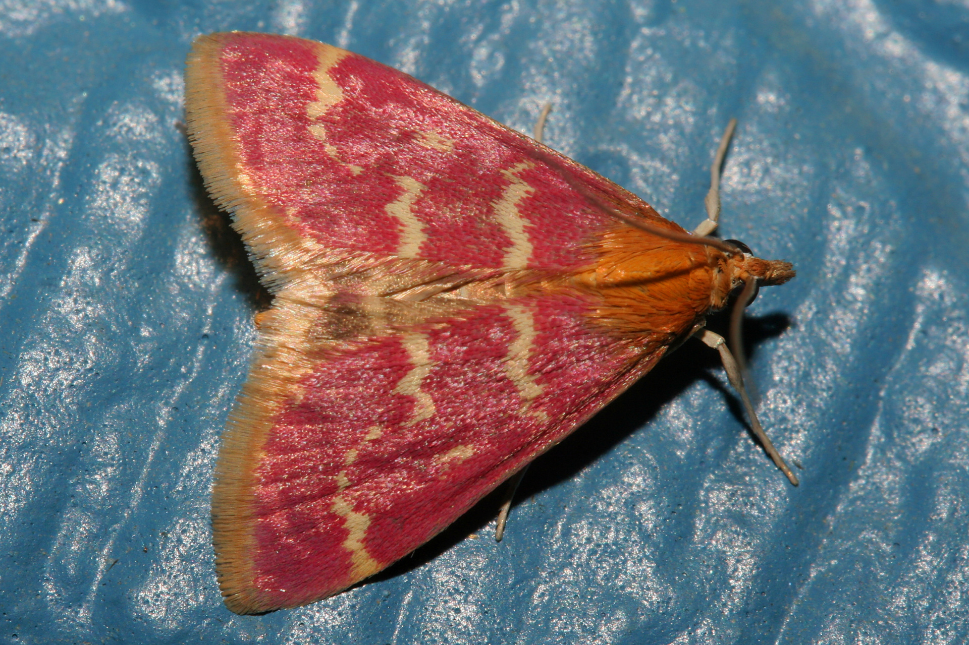 Pyrausta signatalis (Travels » US Trip 2: Cheyenne Epic » Animals » Insects » Butterfies and Moths » Crambidae)