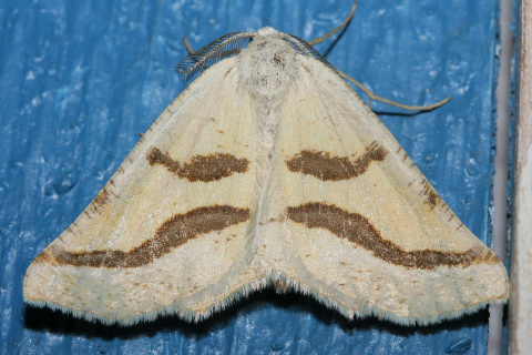 Eriplatymetra coloradaria